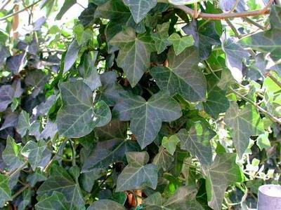 HEDERA HIBERNICA